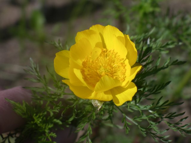 adonis sibirica